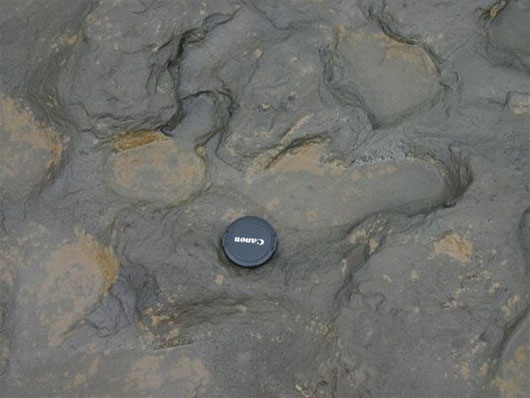 Dấu vết con người sống c&aacute;ch đ&acirc;y 800.000 năm