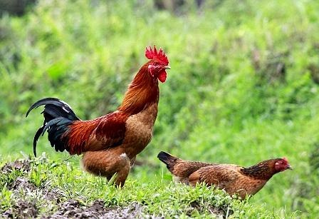 Nâng cao chất lượng các sản phẩm chăn nuôi như thịt gà