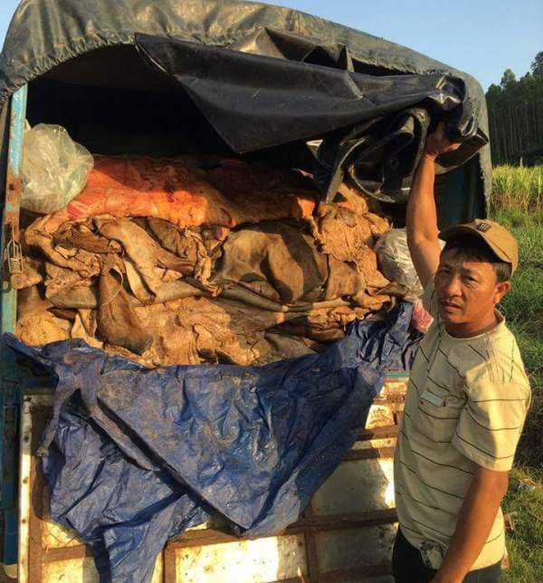 Bình Định: Phát hiện, bắt giữ xe tải chở hơn 3 tấn da bò thối đi tiêu thụ