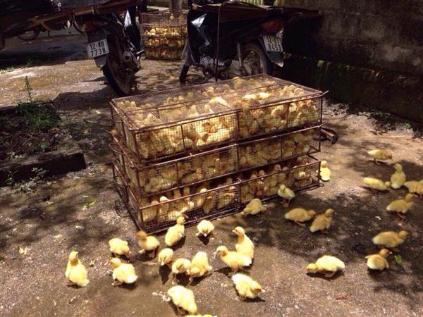 Lạng Sơn: Hải quan Chi Ma bắt giữ 3.000 con gà giống nhập lậu từ Trung Quốc