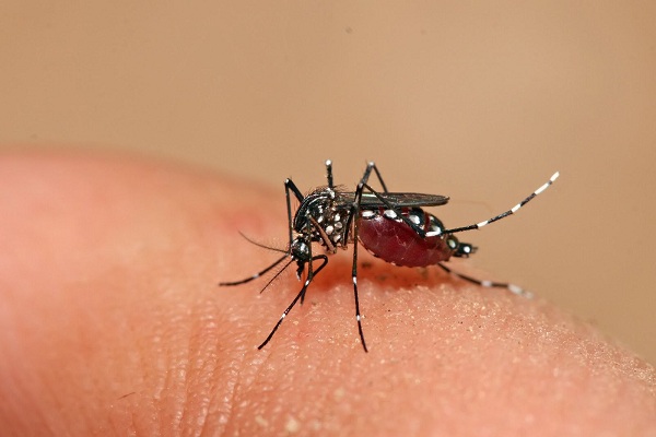 Cà Mau: Ghi nhận trường hợp tử vong do sốt xuất huyết đầu tiên trong năm