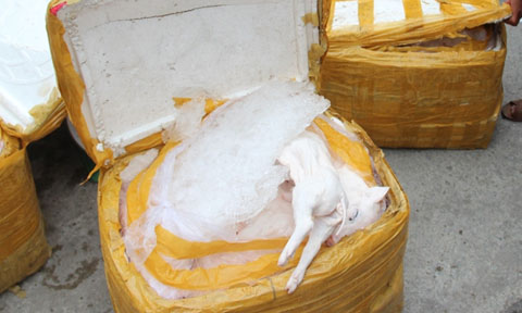Thừa thiên-Huế: Bắt giữ một xe khách chở gần 500 kg thịt heo sữa đã bốc mùi hôi thối