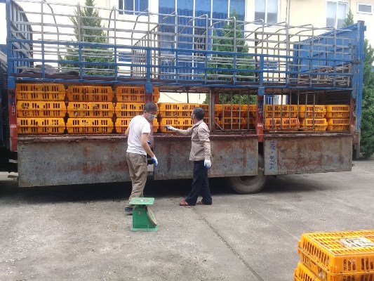 Cao Bằng: Tiêu hủy 1,1 tấn gà lậu có nguồn gốc Trung Quốc