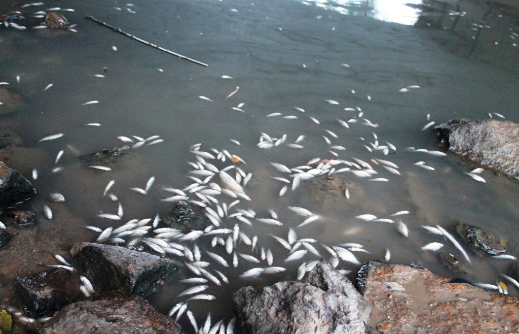 Vụ cá chết trắng sông ở Quãng Ngãi: Nghi do bị xả thải gây ô nhiễm nước
