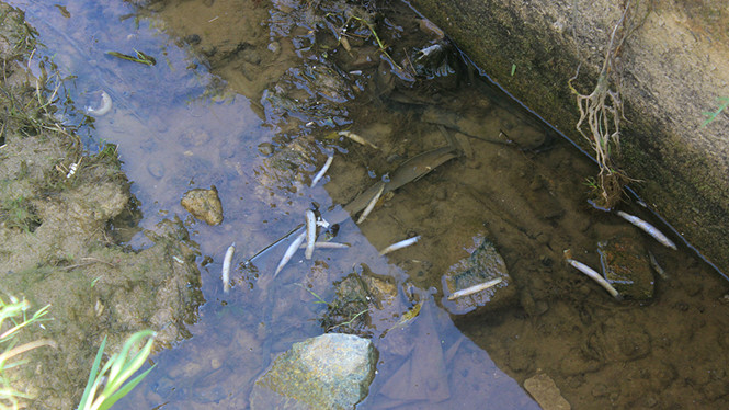 Hà Tĩnh: Người dân nghi Cụm công nghiệp Bắc Cẩm Xuyên xả thải làm cá chết rải rác ở kênh N3