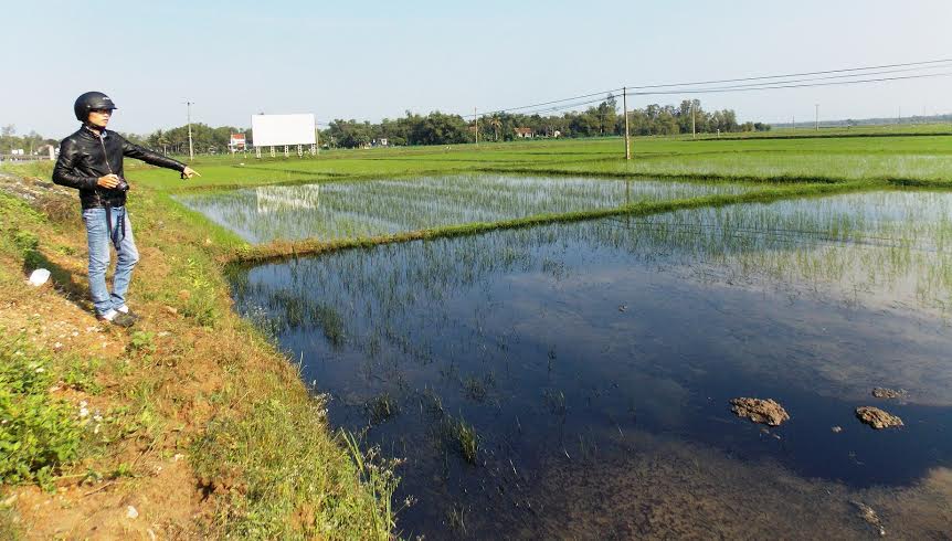 Dù đã bị mang tiếng oan là ‘hôi của’ nhưng ruộng lúa nhà ông Minh vẫn bị thiệt hại nặng do tràn dầu