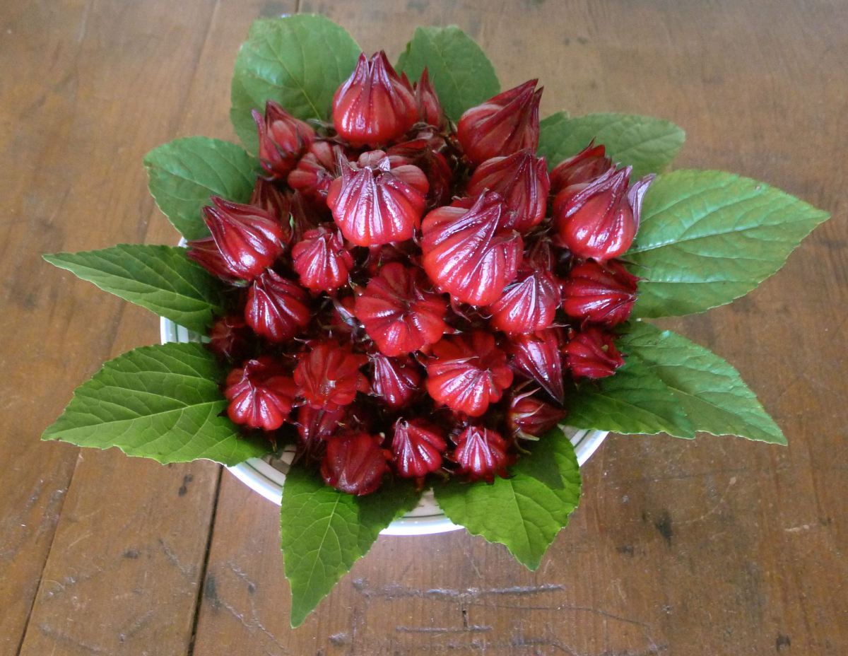 Cách làm mứt hoa Atiso đỏ đơn giản mà lại phù hợp để nhâm nhi trong những ngày tết