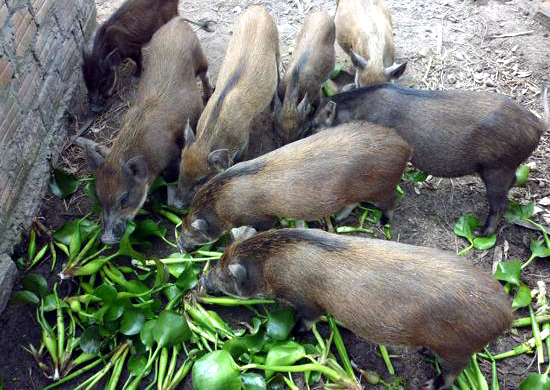 Giới đại gia Hà Thành những năm gần đây có 'mốt' nuôi lợn ăn tết