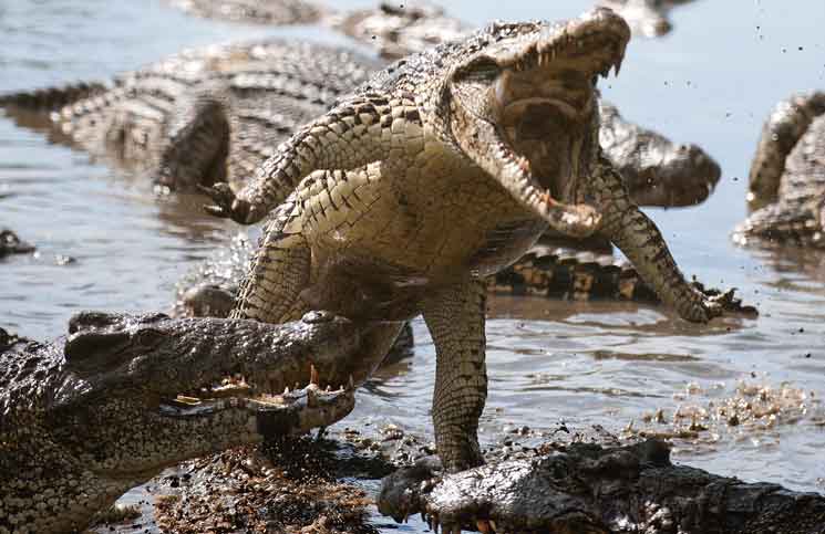 Cơ quan phòng chống ma túy Indonesia đề xuất xây dựng một nhà tù trên đảo, dùng cá sấu để canh gác phạm nhân 