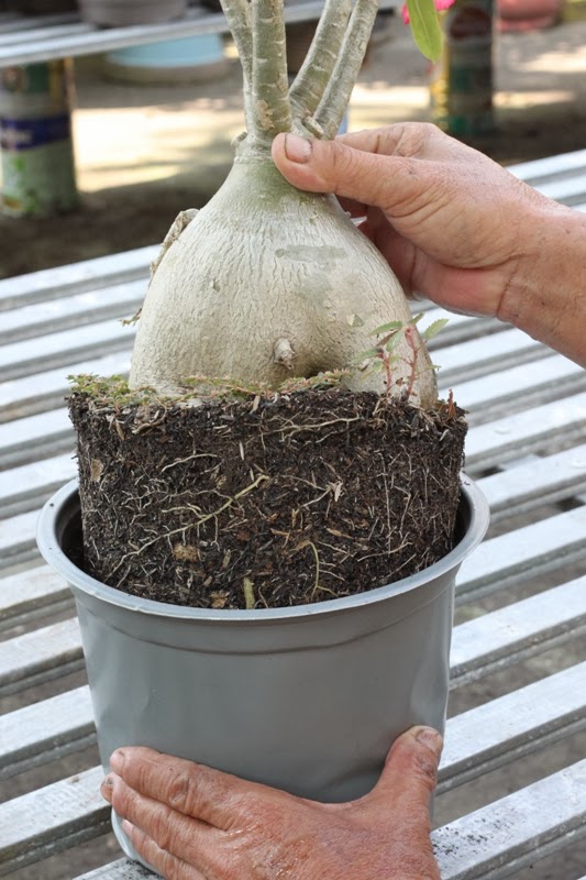 Việc thay đất sang chậu trong kỹ thuật trồng cây tuy không khó nhưng phải có phương pháp