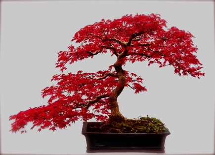 Chú ý một chút đến việc thay đất sang chậu trong kỹ thuật trồng cây cảnh bonsai sẽ cho ra những chậu cây như ý