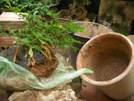 Kỹ thuật trồng cây trở lại chậu cũng cần được chú ý
