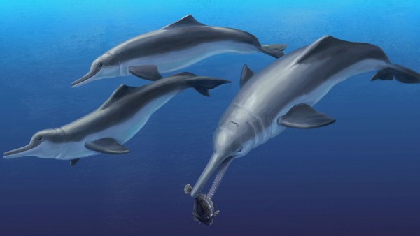 Hóa thạch tìm thấy được cho là tổ tiên của loài cá heo sông Amazon. Ảnh Sciencemag