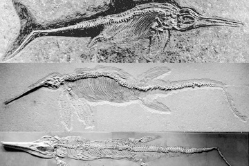 Các nhà khoa học đang nghiên cứu hóa thạch loài thằn lằn cá