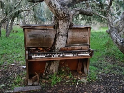 Chiếc đàn piano này bị 1 cái cây mọc xuyên qua
