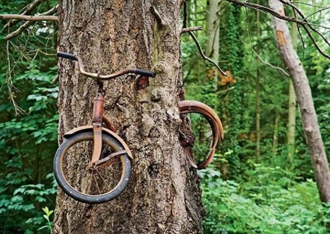 Cây 'ăn' xe đạp là một trong nhiều khám phá thế giới về tự nhiên thu hút khách du lịch