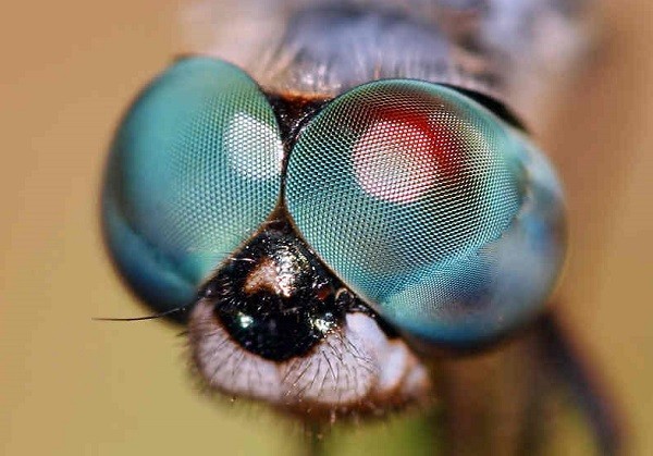 Mắt chuồn chuồn có tới 300 thấu kính
