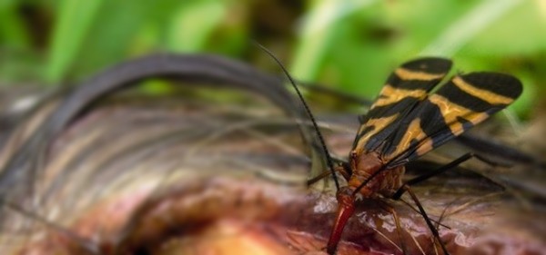 Loài ruồi mang cái tên đáng sợ này có thói quen ăn uống khiến nhiều người sởn da gà