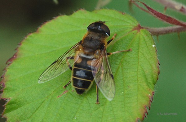 Khám phá thế giới về loài ruồi giả ong ăn xác chết khiến nhiều người kinh sợ loài ruồi