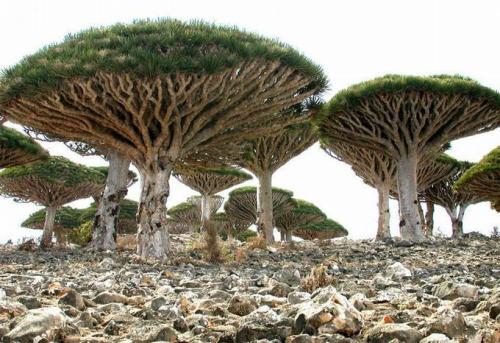 Đảo Socotra sở hữu nhiều loài thực vật độc đáo