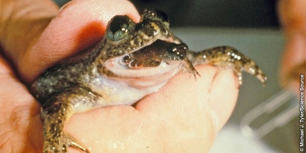 Loài ếch này có phương thức sinh sản là ấp trứng trong dạ dày