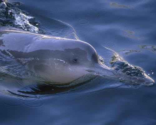 Cá heo sông Dương Tử bị tuyệt chủng do tác động của con người