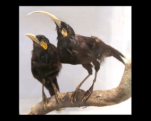 Loài chim này là biểu tượng quốc gia New Zealand