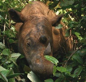 Loài tê giác này đang vướng phải nạn săn bắn trộm