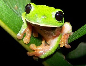Số lượng loài ếch cây mắt đen đang có nguy cơ giảm dần