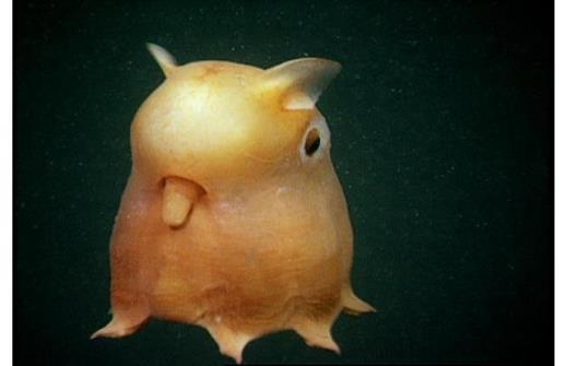 Flapjack Octopus là một trong nhiều khám phá thế giới động vật gây nhiều sự chú ý tới các nhà khoa học