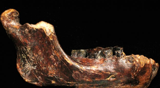 Hóa thạch xương hàm mới được tìm thấy có kích cỡ khá lớn