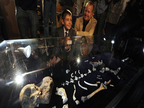 2 bộ xương cổ này đang được trưng bày tại bảo tàng