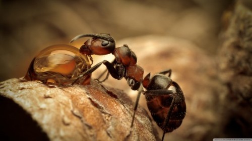 Loài kiến thông minh hơn con người vẫn nghĩ