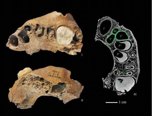 1 số mẫu xương sọ trong quá trình khám phá thế giới cổ đại vẫn chưa được xác định là của chủng người nào