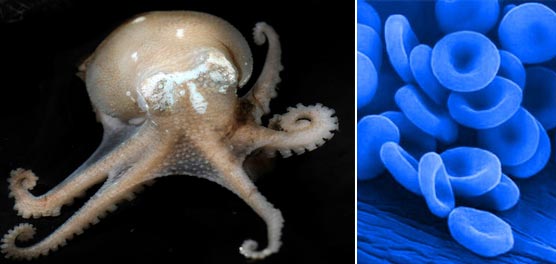 Máu xanh của bạch tuộc giúp chúng thích nghi với mọi điều kiện khí hậu