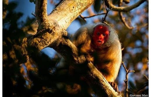 Loài khỉ Bald Uakari nổi bật với mặt lúc nào cũng đỏ bừng