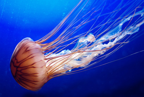 Những khám phá thế giới gần đây về loài sứa đã gây không ít bất ngờ với con người