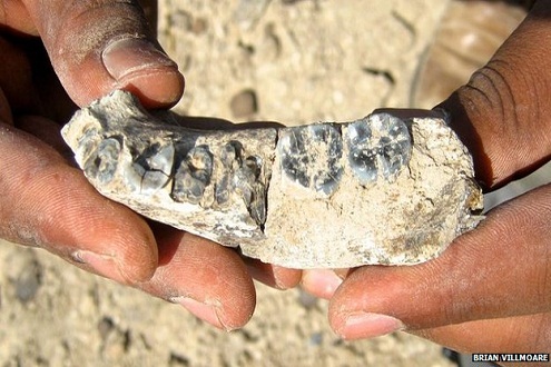 Hóa thạch xương hàm 2,8 triệu năm này là khám phá thế giới mới nhất hiện nay
