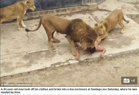 Chàng trai liều lĩnh đã bị thương tích nghiêm trọng sau khi đùa với sư tử. Ảnh: Daily Mail