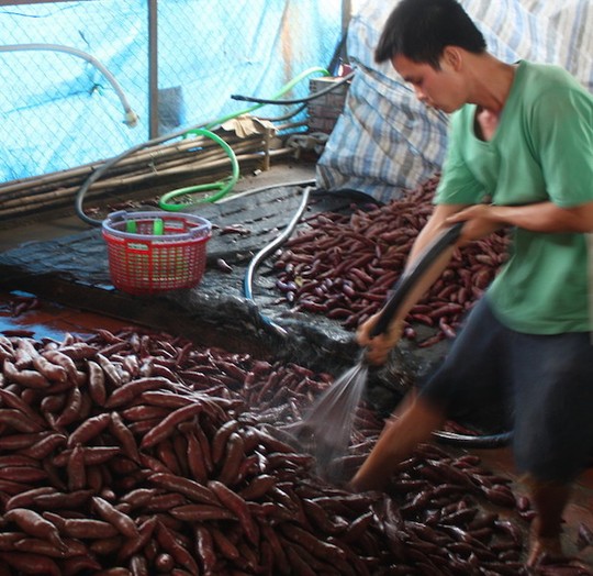 Rất nhiều nông dân trồng khoai lang tại Vĩnh Long lỗ nặng do phía Trung Quốc không ăn hàng.