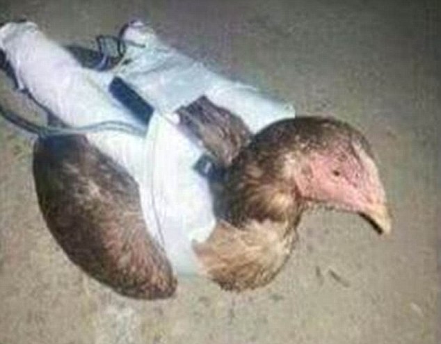 Tổ chức khủng bố IS tại thành phố Fallujah dùng gà làm bom tự sát 