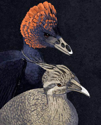 Khoa học Mỹ lần đầu tiên tạo gà có đặc điểm giống khủng long