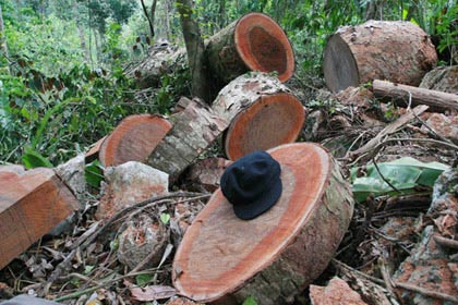 Khoảng 2m3 gỗ lậu bị thu giữ tại hiện trường nơi 4 kiểm lâm bị tấn công