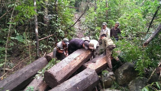 Hạt trưởng Hạt Kiểm Lâm cho biết truy tìm đối tượng chở gỗ để xác minh
