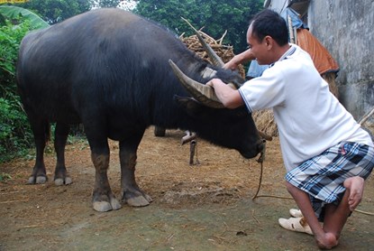 Mới đây, xuất hiện con trâu lạ 9 khoáy cửu long 'khôn nhất trần đời' ở Ninh Bình