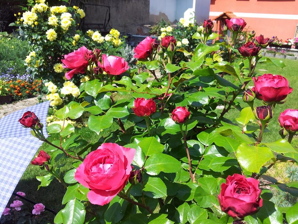 khu vườn với hơn 40 gốc hoa hồng của mẹ Việt ở Séc