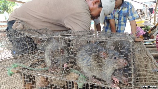 Kinh doanh gì: Người dân Campuchia kiếm bộn tiền nhờ xuất khẩu thịt chuột sang Việt Nam