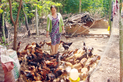Trong kỹ thuật chăn nuôi gà thả vườn, công tác vệ sinh phòng bệnh là một công đoạn rất quan trọng góp phần quyết định chất lượng gà