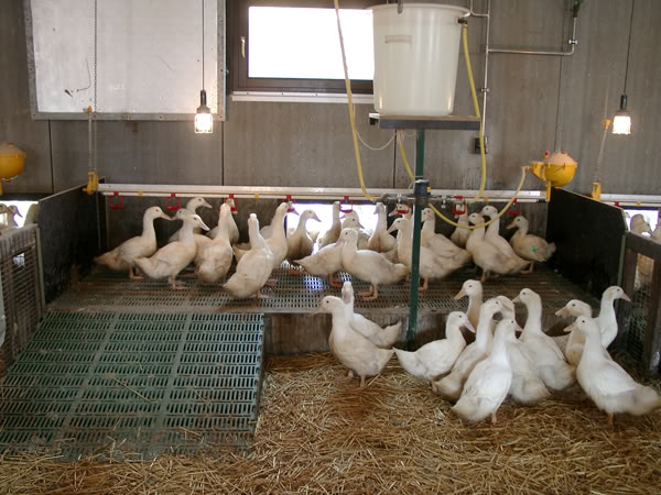 Chuẩn bị chuồng trại có vai trò quan trọng trong kỹ thuật chăn nuôi vịt theo hướng nuôi nhốt hoàn toàn
