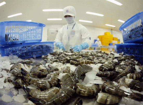 Kỹ thuật nuôi tôm công nghệ cao góp phần nâng cao chất lượng tôm thương phẩm xuất khẩu của Cty Việt Úc